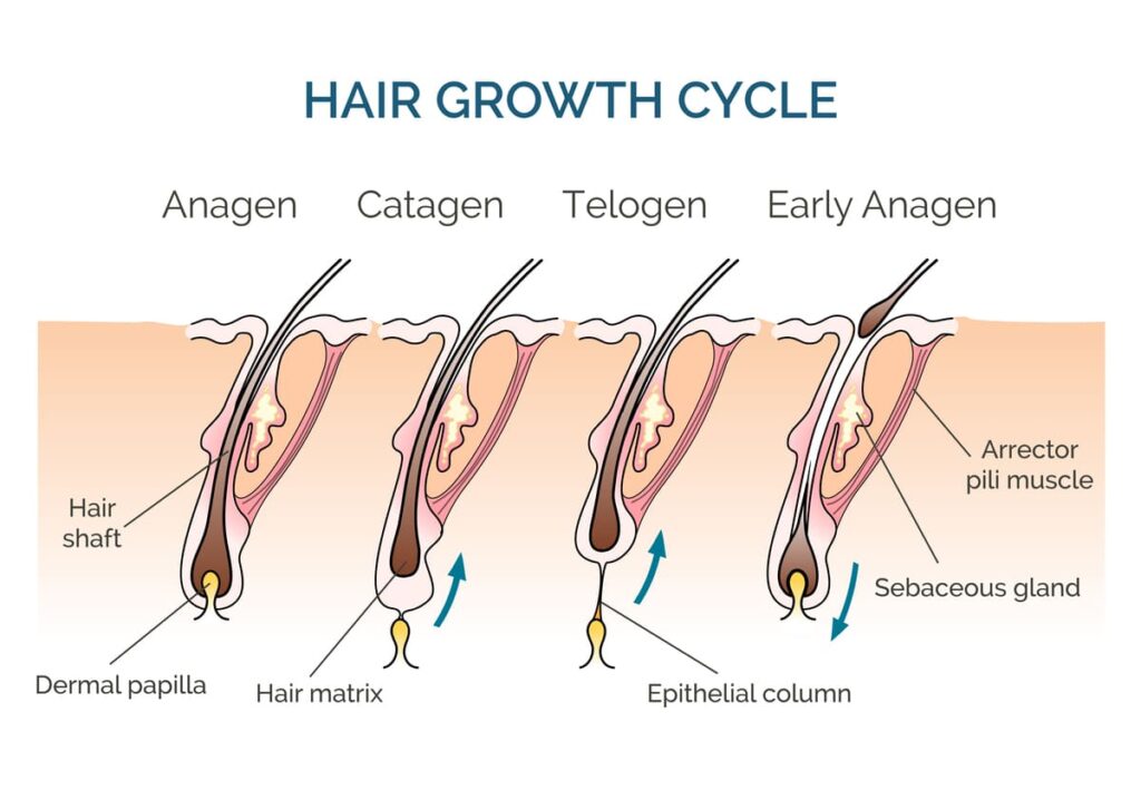 haargroeicyclus laser ontharen